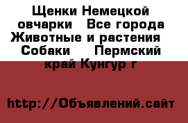 Щенки Немецкой овчарки - Все города Животные и растения » Собаки   . Пермский край,Кунгур г.